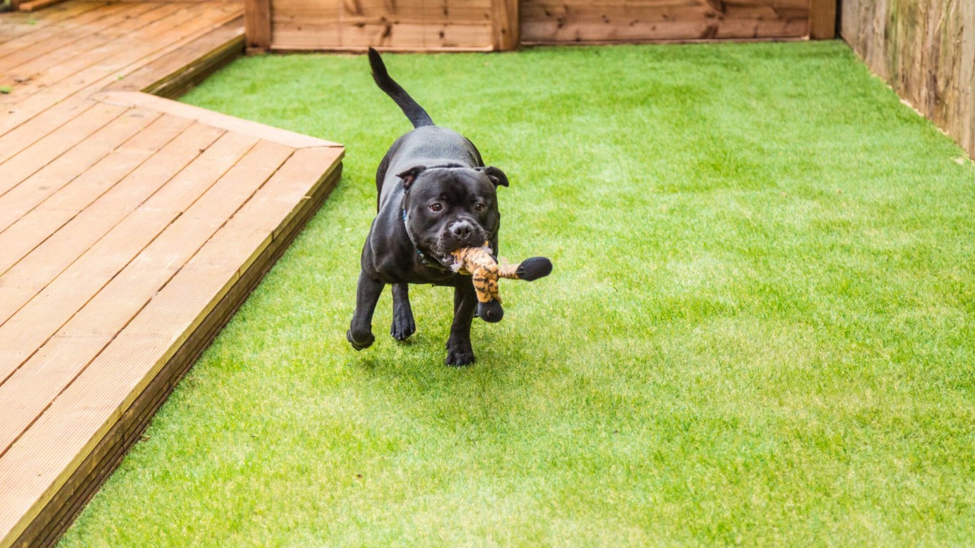 Happy dog playing on pet-safe artificial turf with advanced drainage